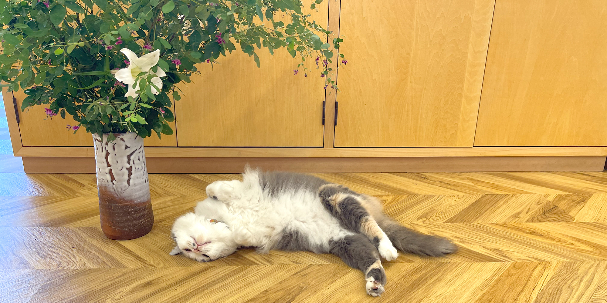 萩ねこ　ころん